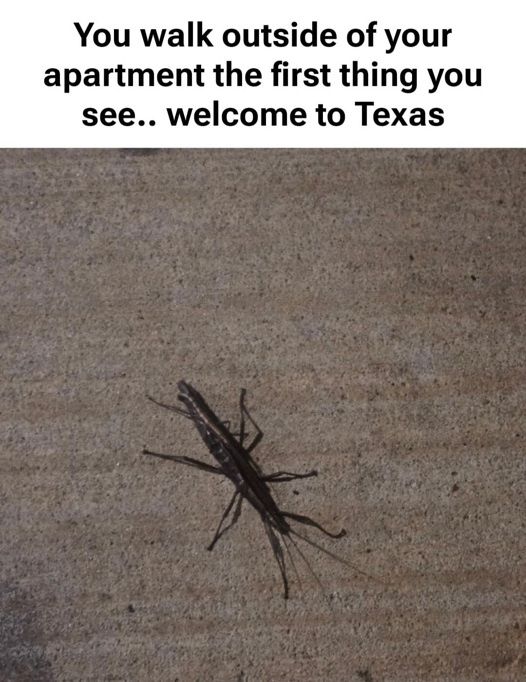 You walk outside of your apartment the first thing you see.. welcome to Texas