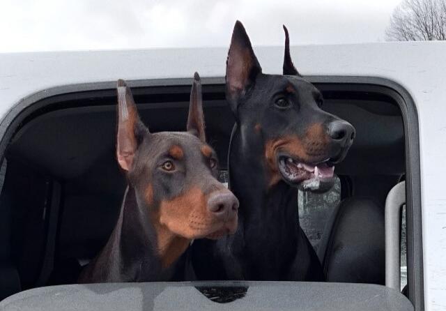 Two Doberman dogs are looking out of a car window. One is black and tan, the other is brown.