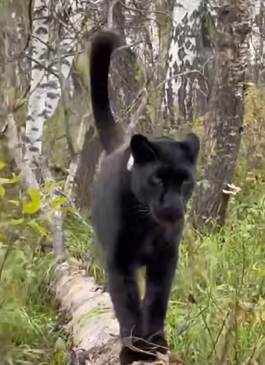 Black panther-like cat walking along a fallen log in a forest.