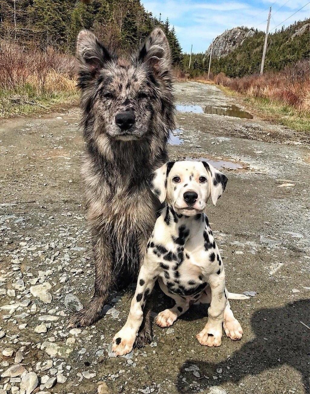 Two dogs posing on a dirt road: a large, fluffy gray dog and a Dalmatian puppy.
