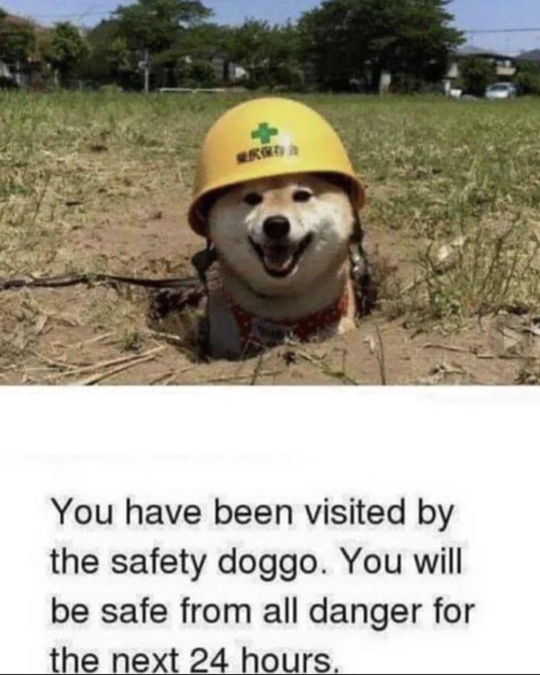 You have been visited by the safety doggo You will be safe from all danger for