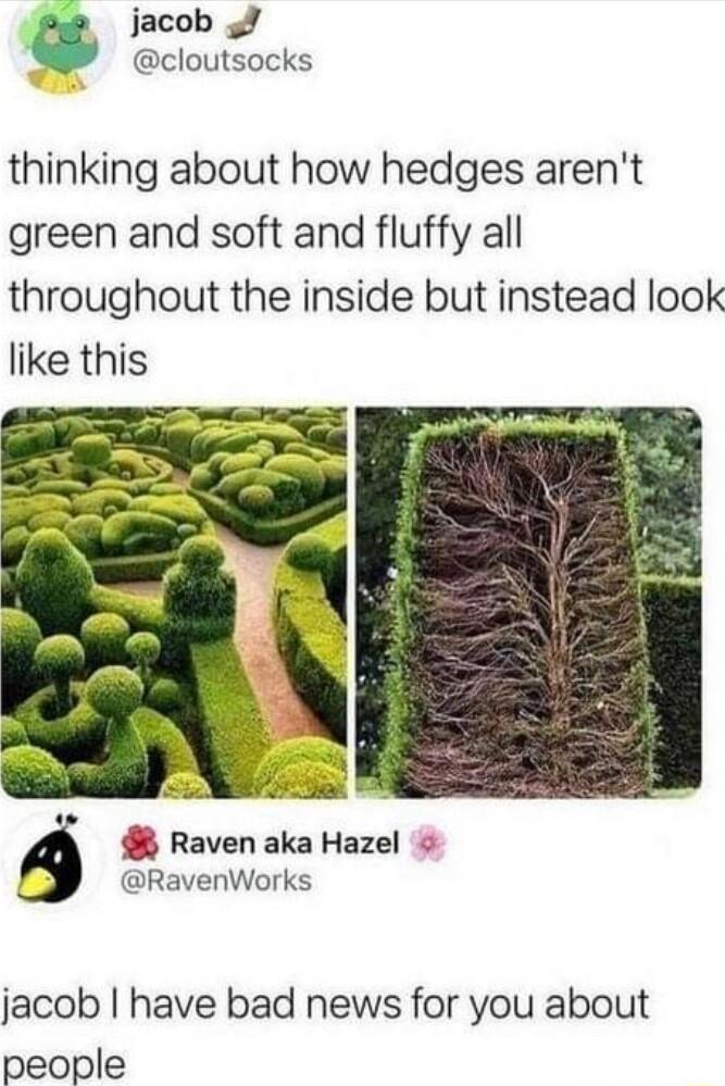jacob 5 cloutsocks thinking about how hedges arent green and soft and fluffy all throughout the inside but instead look like this P Raven aka Hazel RavenWorks jacob have bad news for you about people