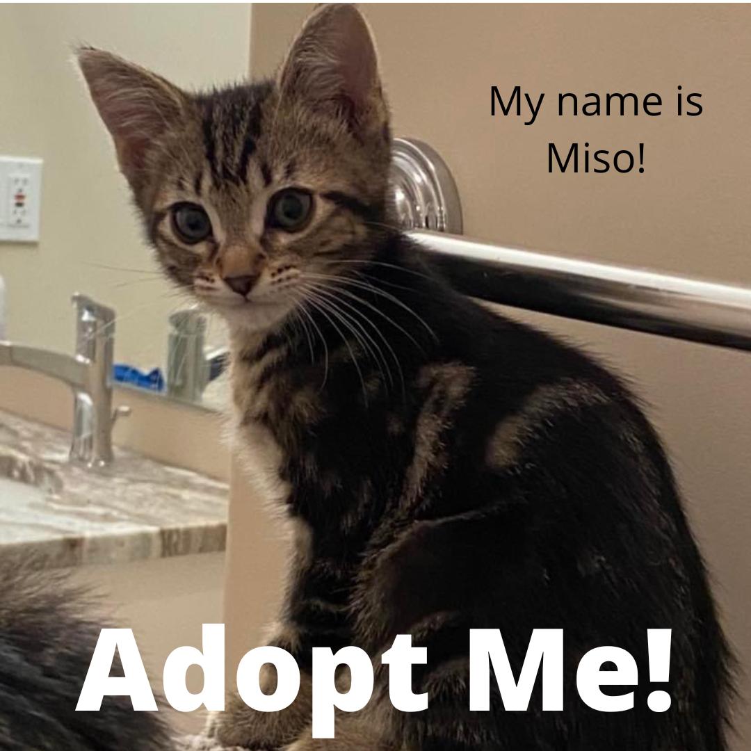 My name is Miso
