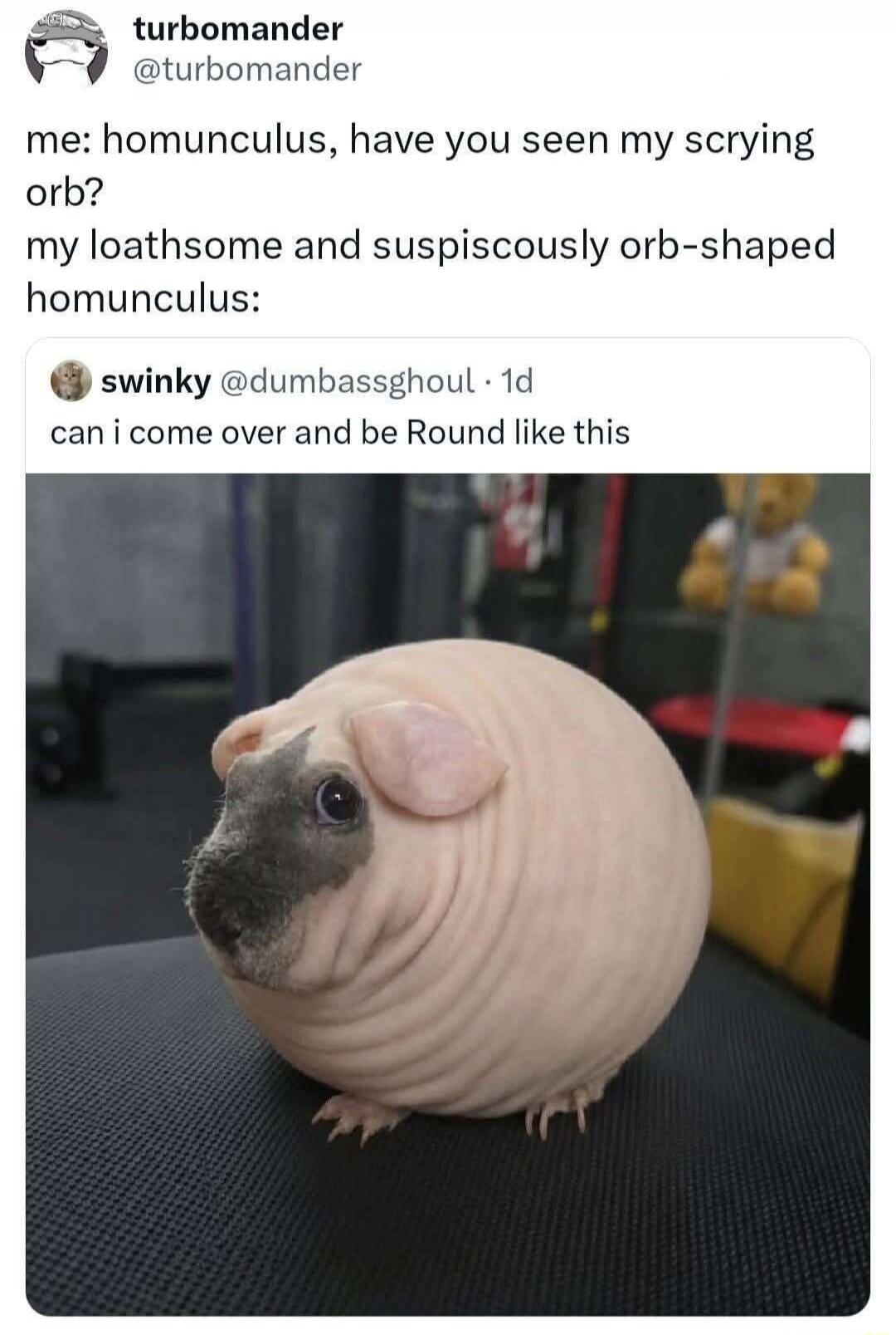 turbomander @turbomander
me: homunculus, have you seen my scrying orb?
my loathsome and suspiciously orb-shaped homunculus:
swinky @dumbassghoul · 1d
can i come over and be Round like this
