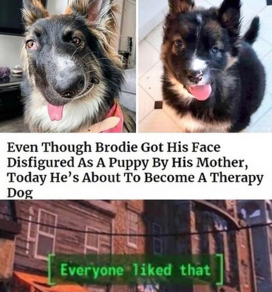 fls IS Even Though Brodie Got His Face Disfigured As A Puppy By His Mother Today Hes About To Become A Therapy