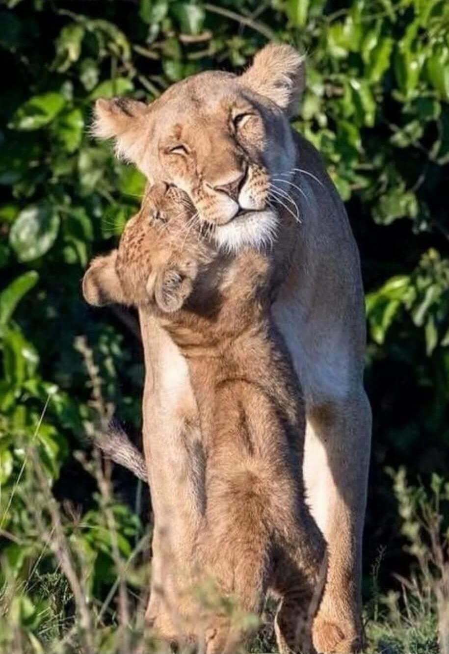 A lioness embraces her cub in a loving hug.