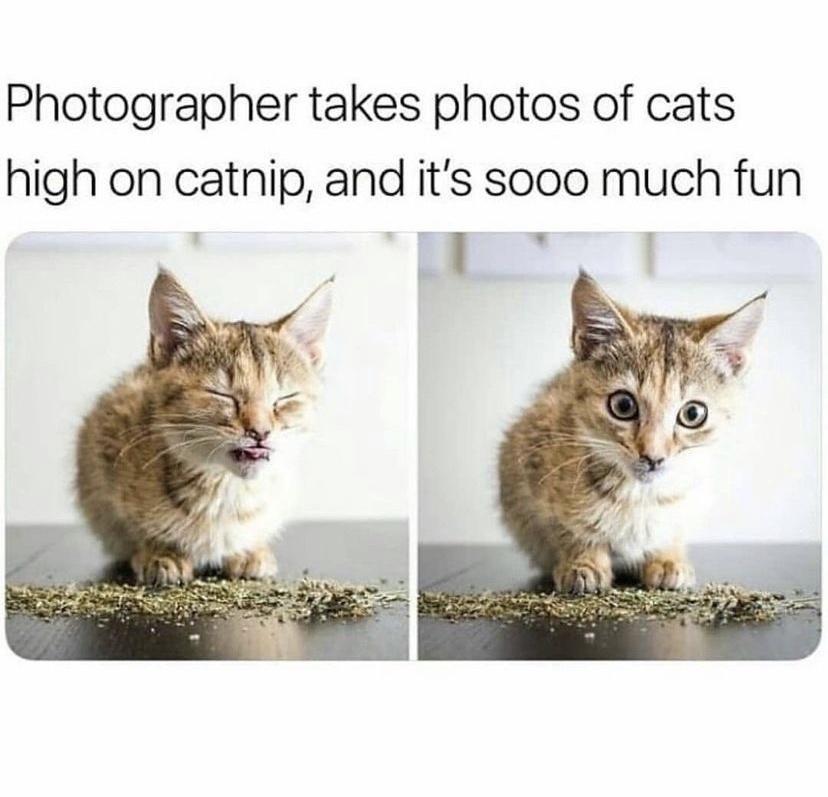 Photographer takes photos of cats high on catnip and its sooo much fun B