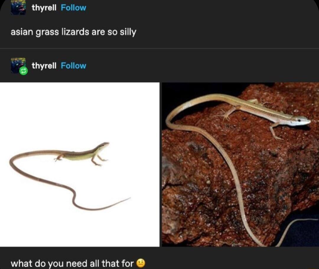 thyrell Follow asian grass lizards are so silly 2 thyrell Follow what do you need all that for