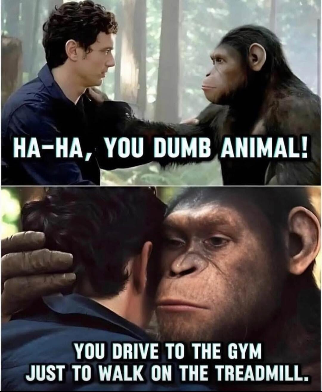 HA-HA, YOU DUMB ANIMAL! YOU DRIVE TO THE GYM JUST TO WALK ON THE TREADMILL.