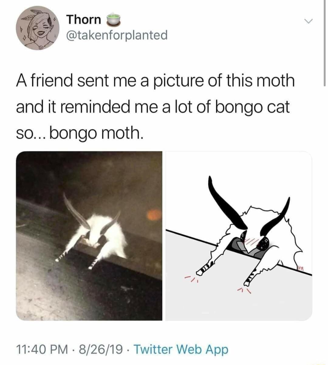 Thorn takenforplanted A friend sent me a picture of this moth and it reminded me a lot of bongo cat s0 bongo moth 1140 PM 82619 Twitter Web App