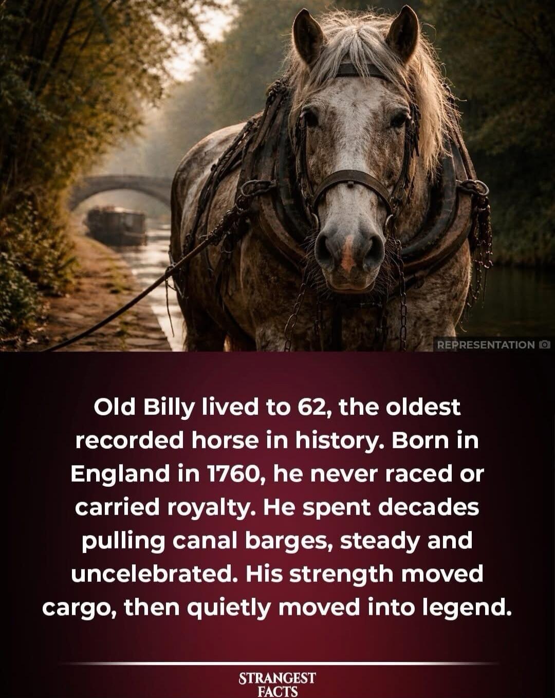 Old Billy lived to 62, the oldest recorded horse in history. Born in England in 1760, he never raced or carried royalty. He spent decades pulling canal barges, steady and uncelebrated. His strength moved cargo, then quietly moved into legend.