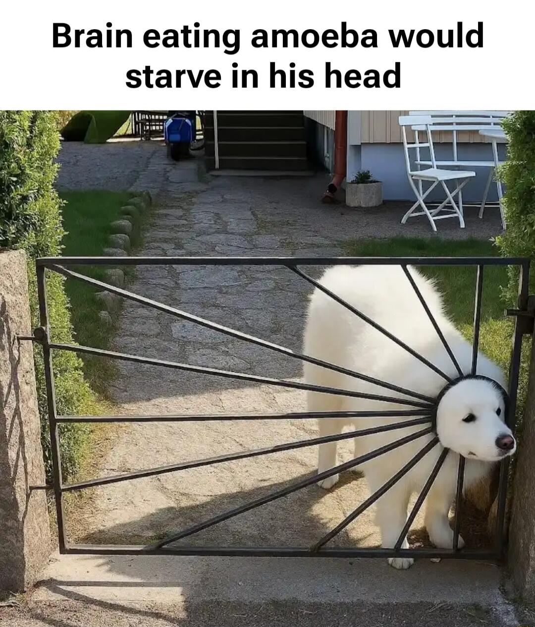 Brain eating amoeba would starve in his head