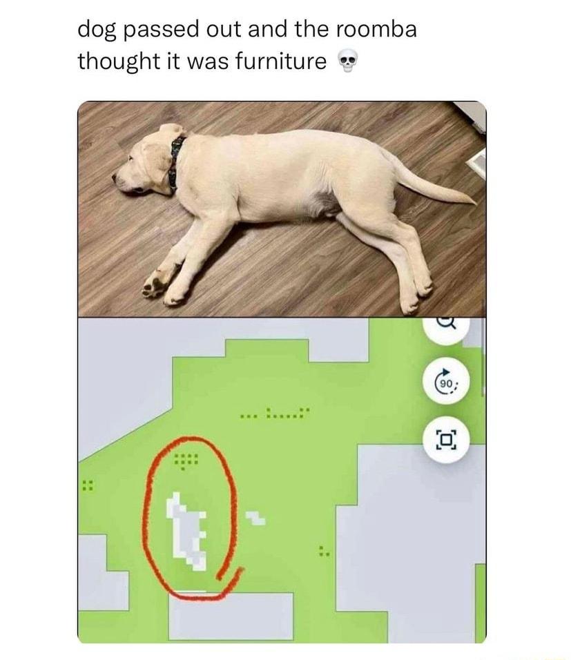 dog passed out and the roomba thought it was furniture