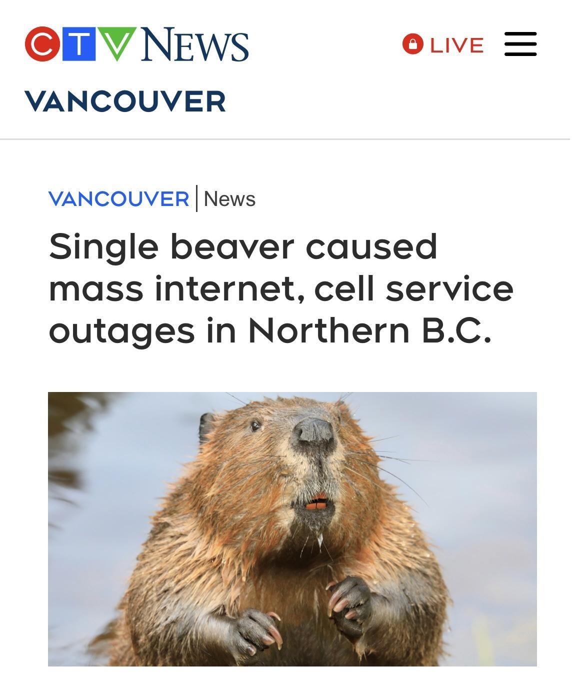Y NEWS OLVE VANCOUVER VANCOUVER News Single beaver caused mass internet cell service outages in Northern BC