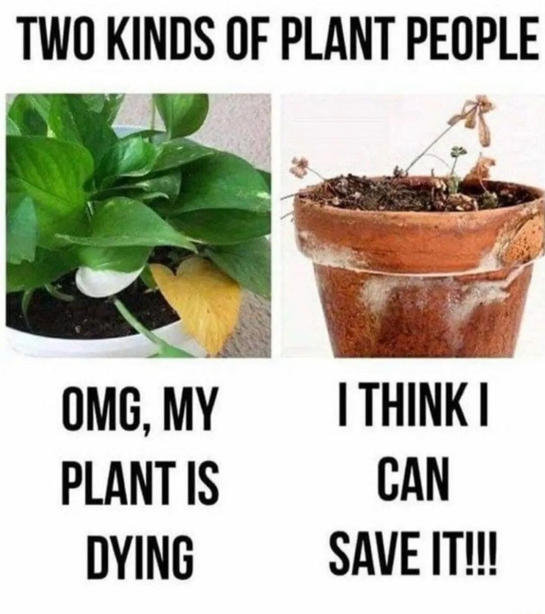 TWO KINDS OF PLANT PEOPLE OMG, MY PLANT IS DYING I THINK I CAN SAVE IT!!!