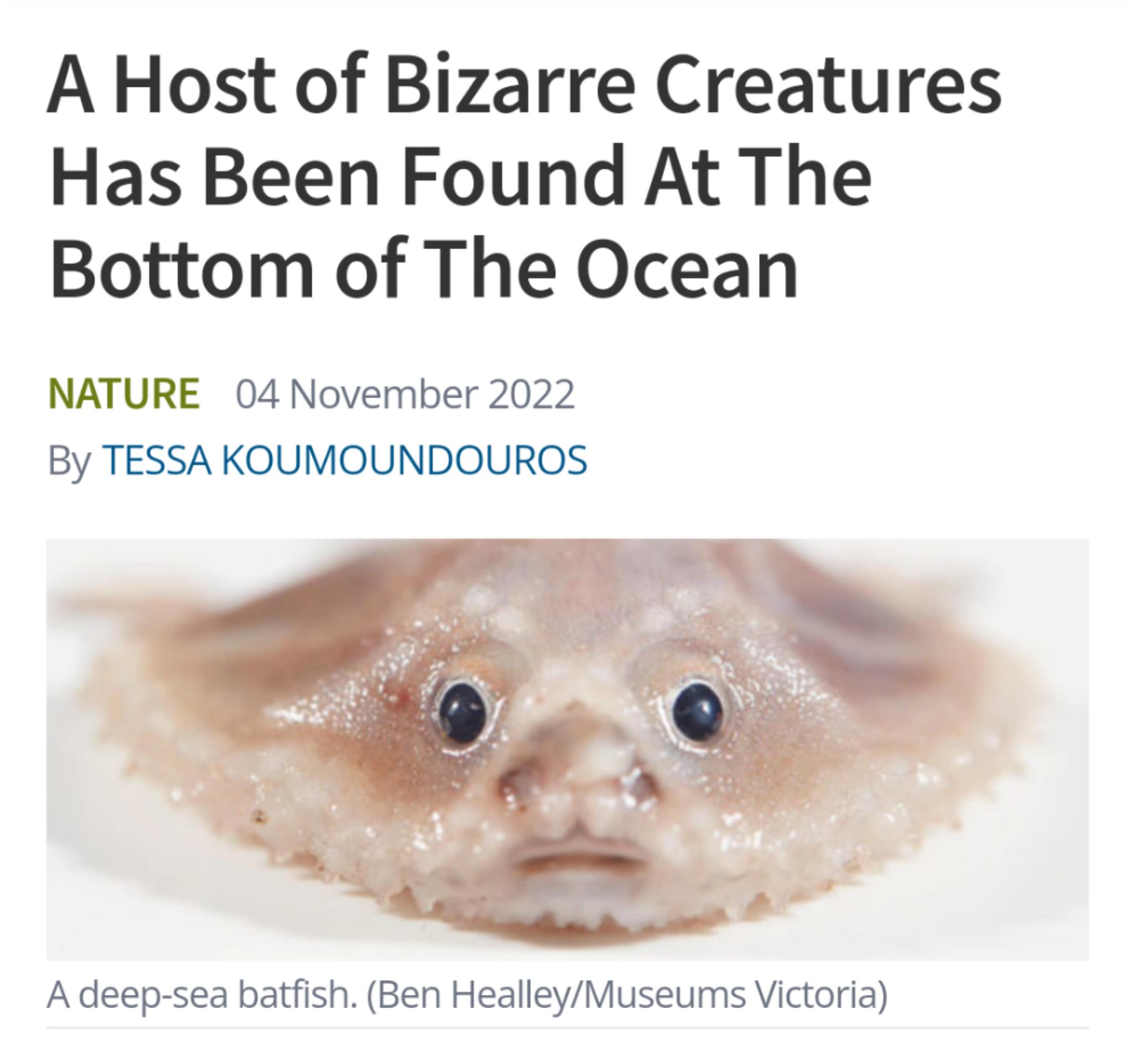 A Host of Bizarre Creatures Has Been Found At The Bottom of The Ocean NATURE 04 November 2022 By TESSA KOUMOUNDOUROS p Q i e ol e Adeep sea batfish Ben HealleyMuseums Victoria