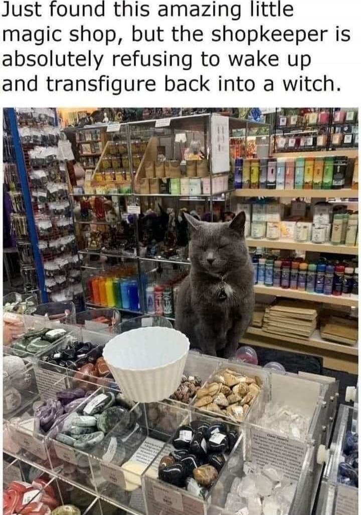 Just found this amazing little magic shop, but the shopkeeper is absolutely refusing to wake up and transfigure back into a witch.