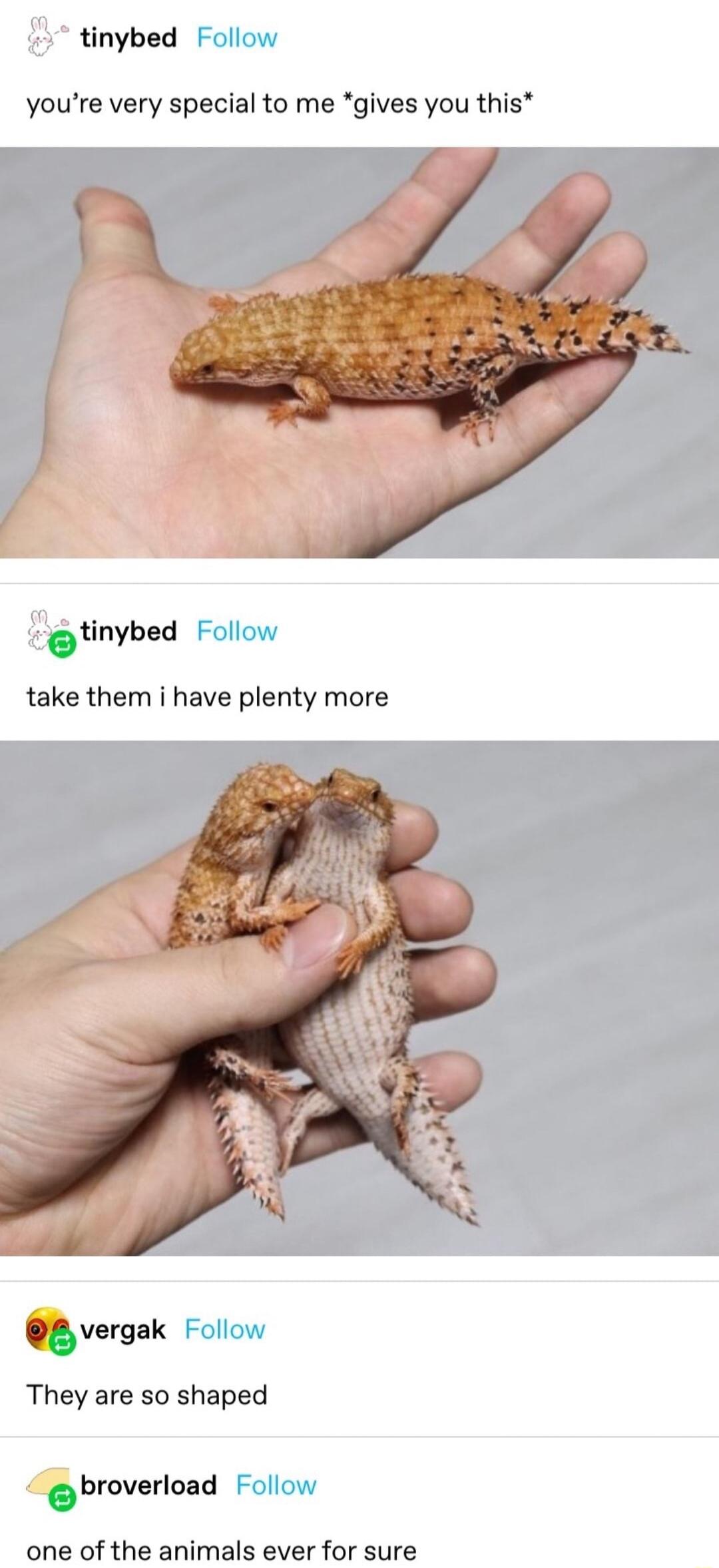 tinybed Follow youre very special to me gives you this tinybed Follow take them i have plenty more vergak Follow They are so shaped broverload Follow one of the animals ever for sure
