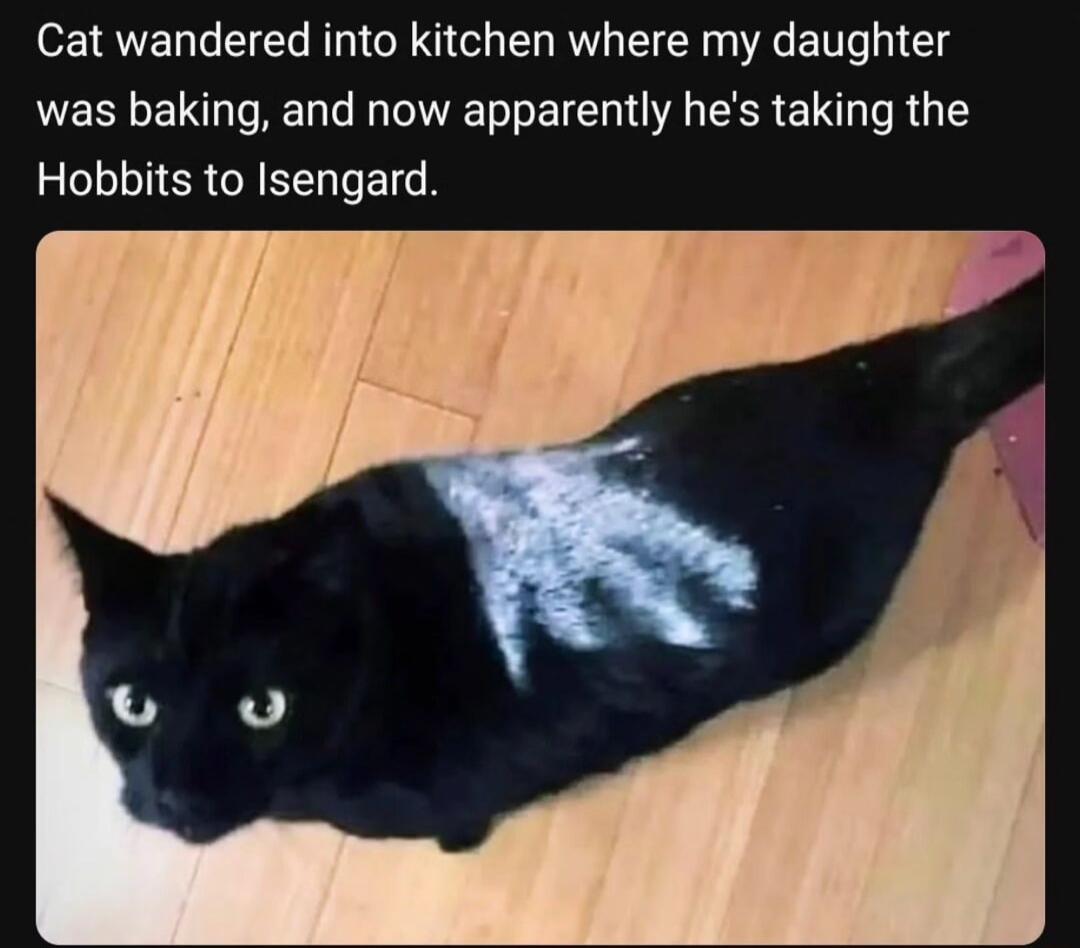 Cat wandered into kitchen where my daughter was baking and now apparently hes taking the Hobbits to Isengard