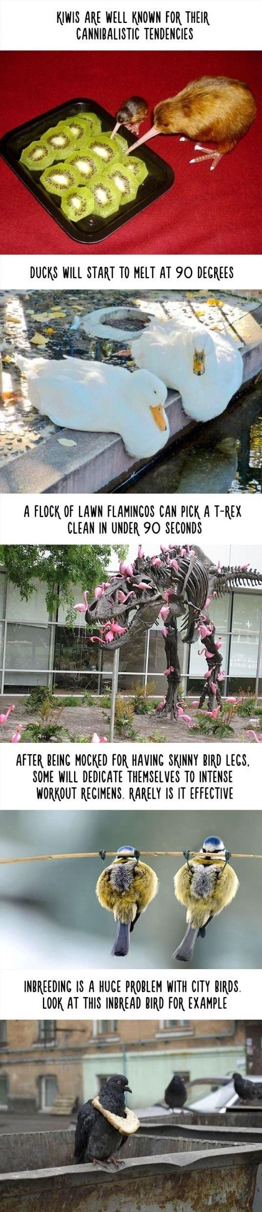 KIWIS ARE WELL KNOWN FOR THEIR CANNIBALISTIC TENDENCIES A FLOCK OF LAWN FLAMINCOS CAN PICK A T REX 3 2l AFTER BEINC MOCKED FOR HAVING SKINNY BIRD LECS SOME WILL DEDICATE THEMSELVES TO INTENSE WORKOUT RECIMENS RARELY IS IT EFFECTIVE INBREEDING IS A HUCE PROBLEM WITH CITY BIRDS LOOK AT THIS INBREAD BIRD FOR EXAMPLE