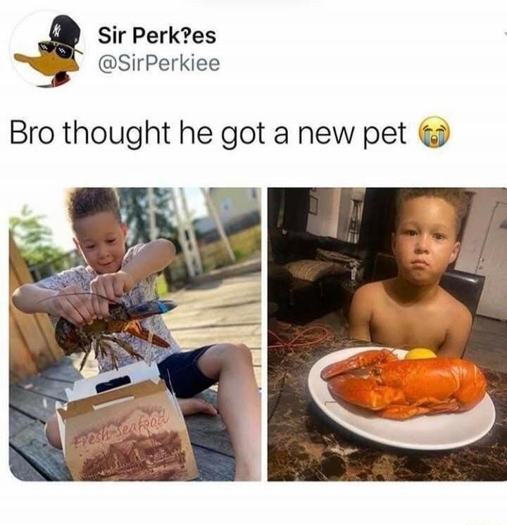 Sir Perk?es @SirPerkiee Bro thought he got a new pet 😭