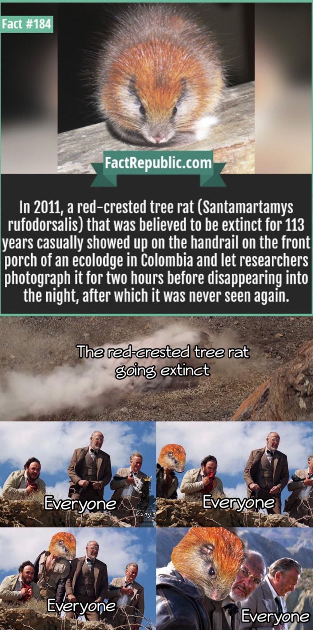 In 2011 a red crested tree rat Santamartamys rufodorsalis that was believed to be extinct for 113 years casually showed up on the handrail on the front porch of an ecolodge in Colombia and let researchers photograph it for two hours before disappearing into the night after which it was never seen again Thefiederested treeinat