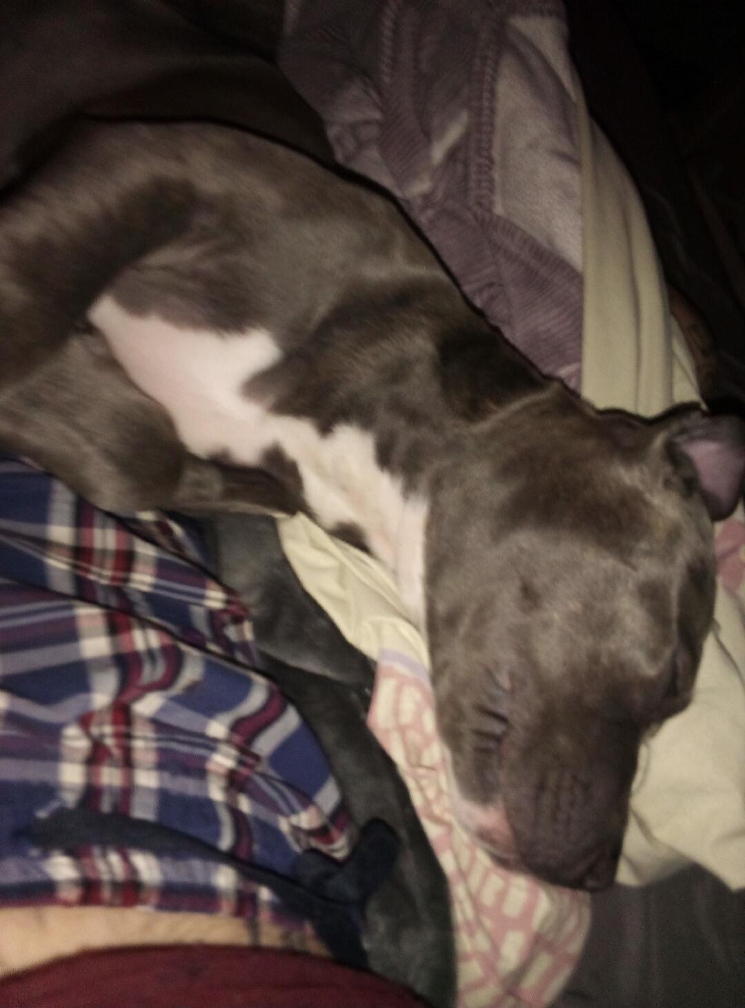 Session ID: 1066442.