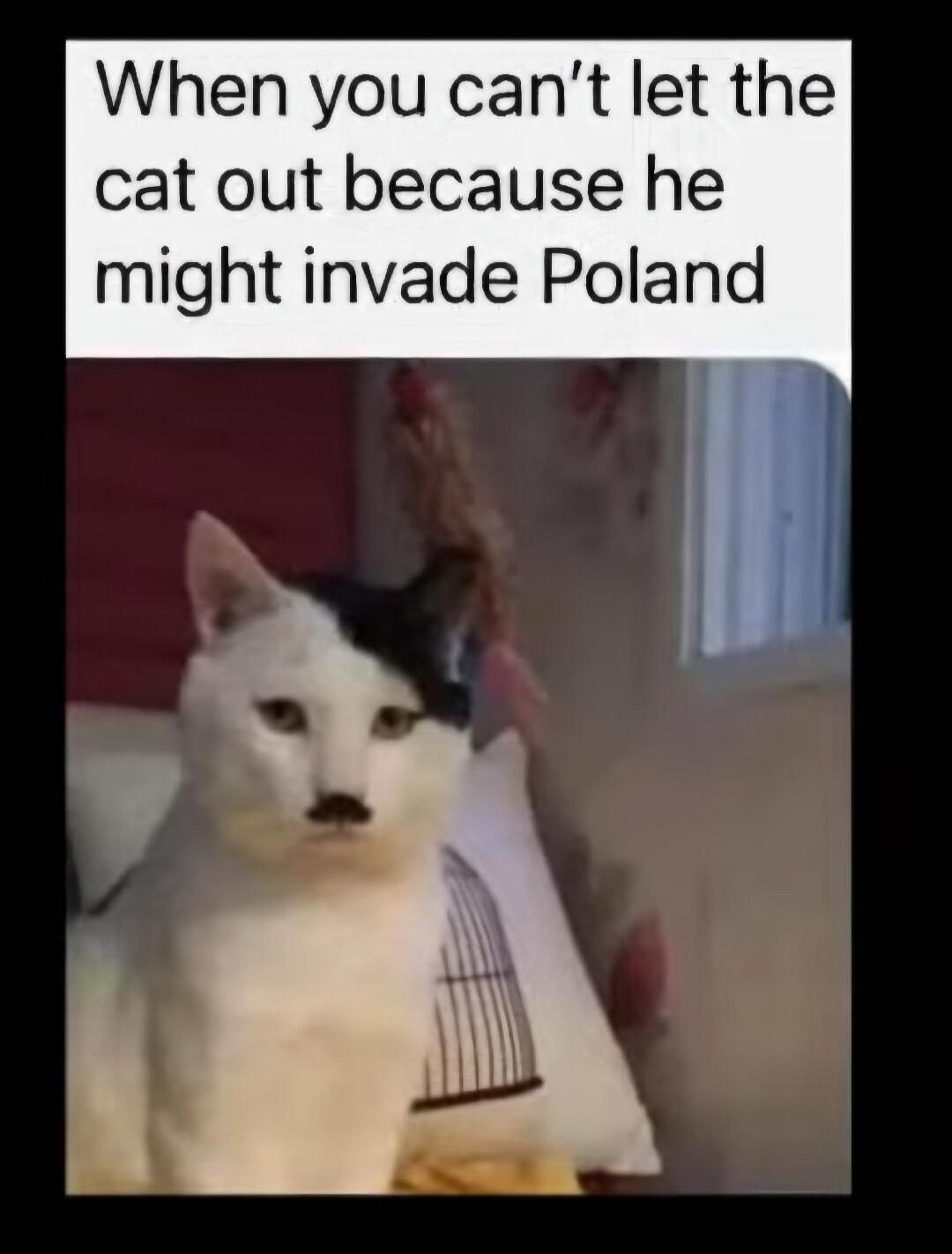 When you can't let the cat out because he might invade Poland