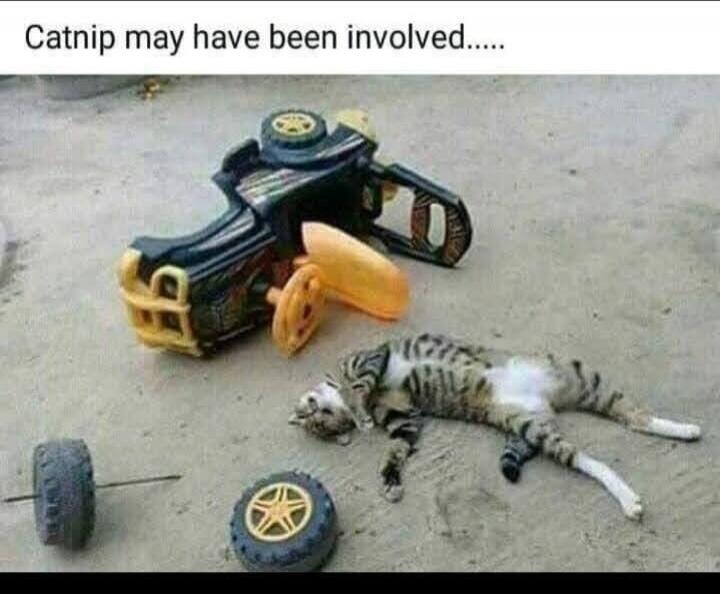Catnip may have been involved.....