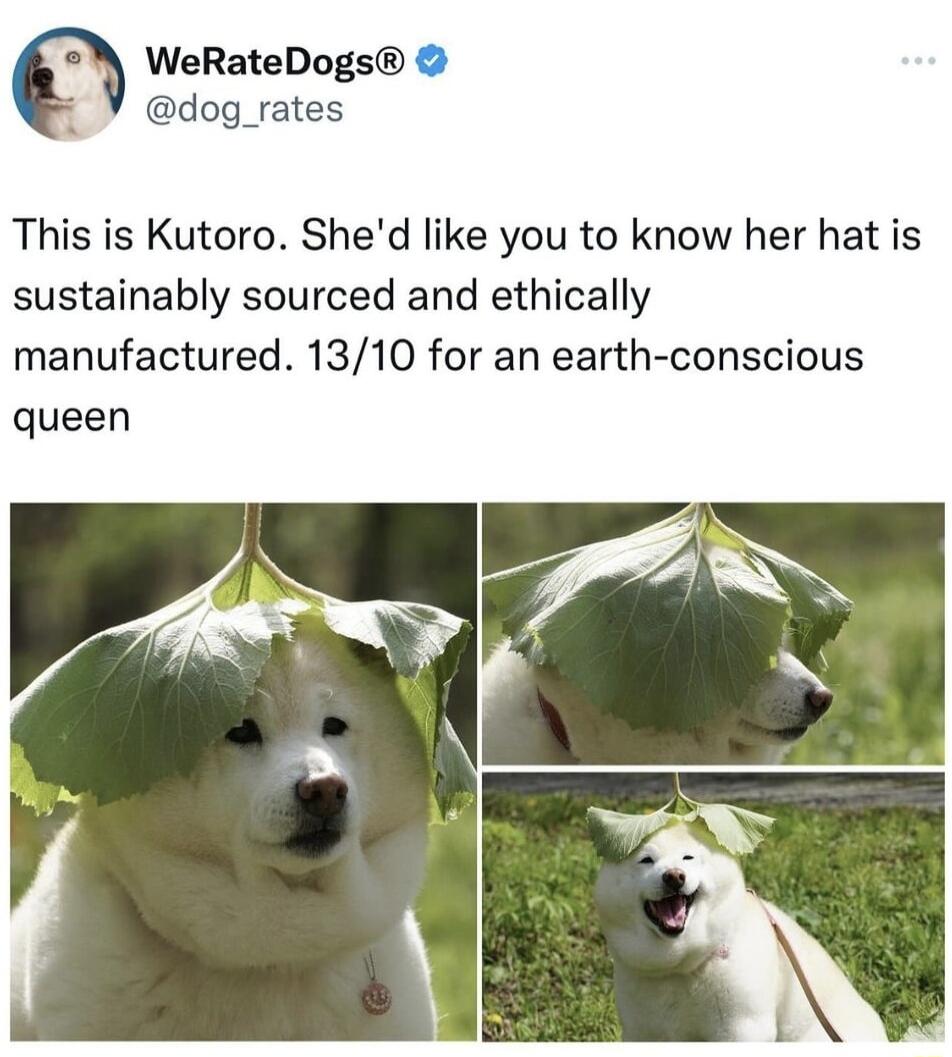 WeRateDogs dog_rates This is Kutoro Shed like you to know her hat is sustainably sourced and ethically manufactured 1310 for an earth conscious queen