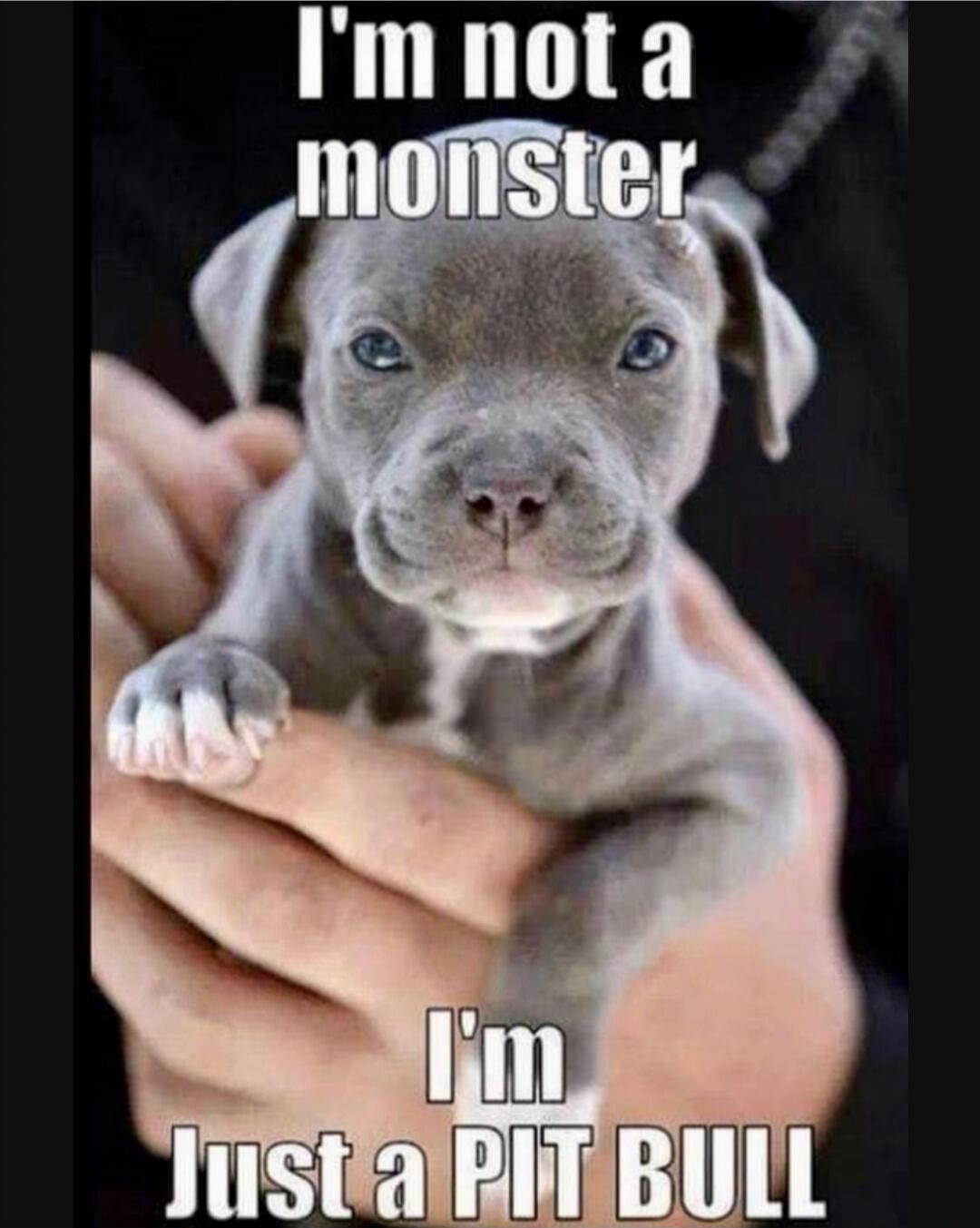 I'm not a monster
I'm Just a PIT BULL
