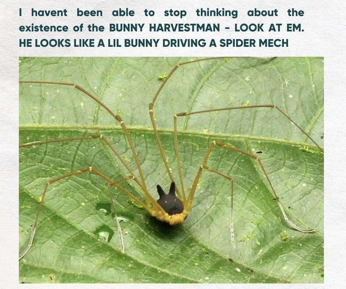oo havent been able to stop thinking about the existence of the BUNNY HARVESTMAN LOOK AT EM HE LOOKS LIKE A LIL BUNNY DRIVING A SPIDER MECH