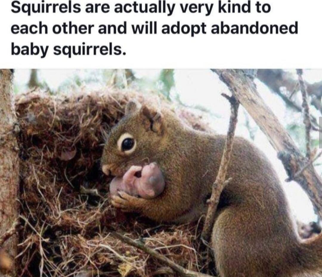 Squirrels are actually very kind to each other and will adopt abandoned baby squirrels.