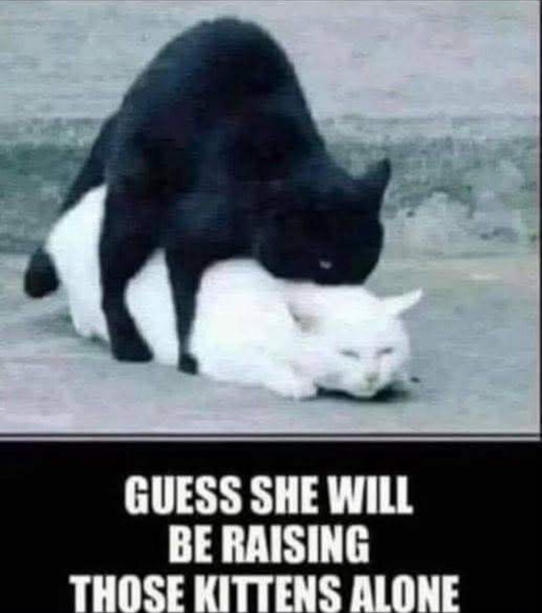 GUESS SHE WILL BE RAISING THOSE KITTENS ALONE