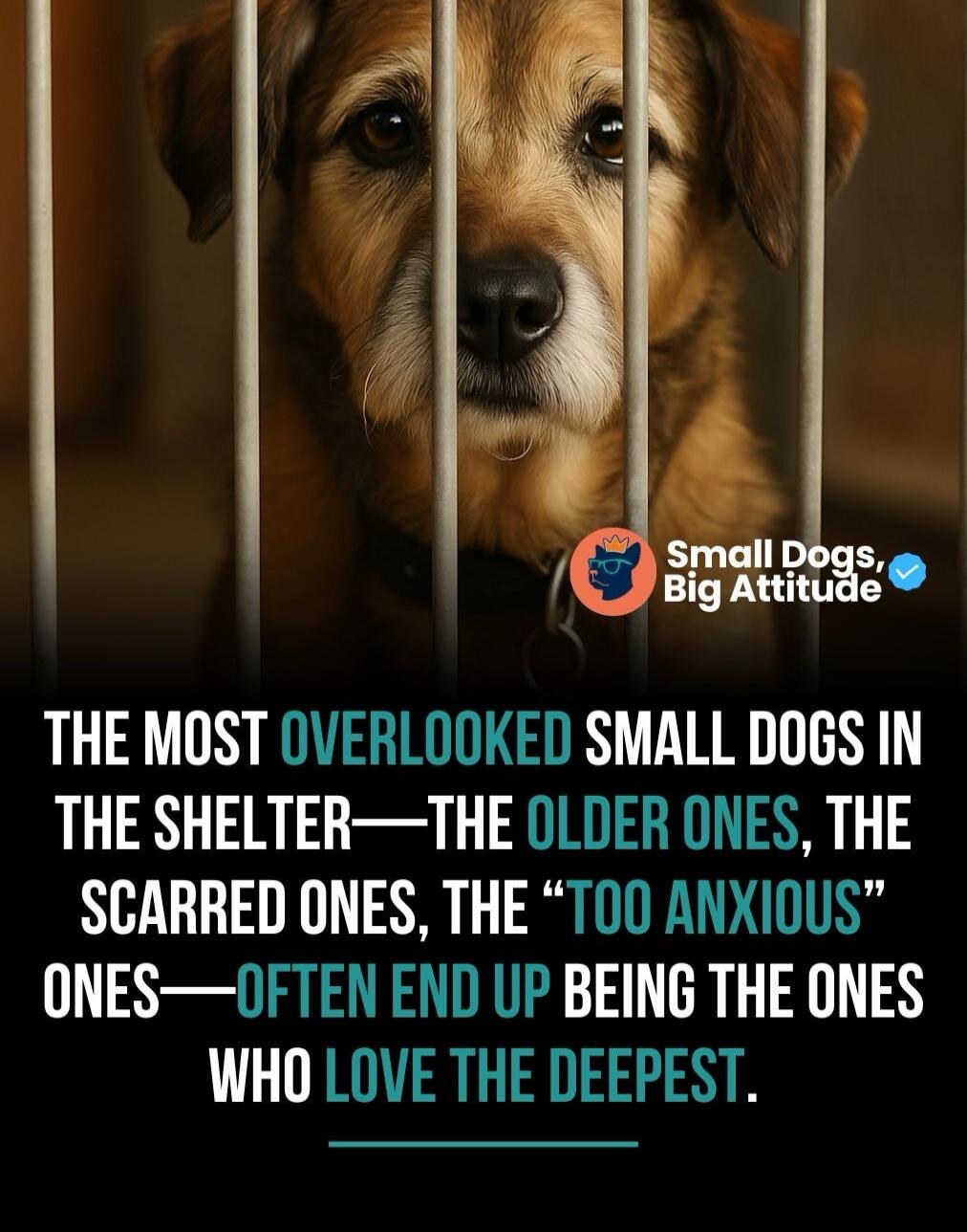 Small Dogs, Big Attitude. THE MOST OVERLOOKED SMALL DOGS IN THE SHELTER—THE OLDER ONES, THE SCARRED ONES, THE “TOO ANXIOUS” ONES—OFTEN END UP BEING THE ONES WHO LOVE THE DEEPEST.