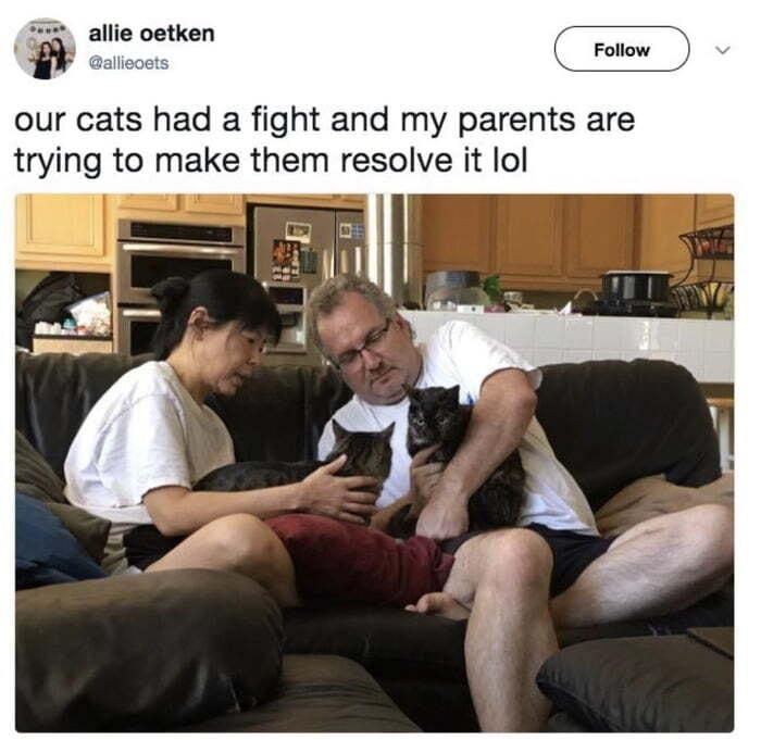llie oetken P Crotow our cats had a fight and my parents are trying to make them resolve it lol GVO00eBOS
