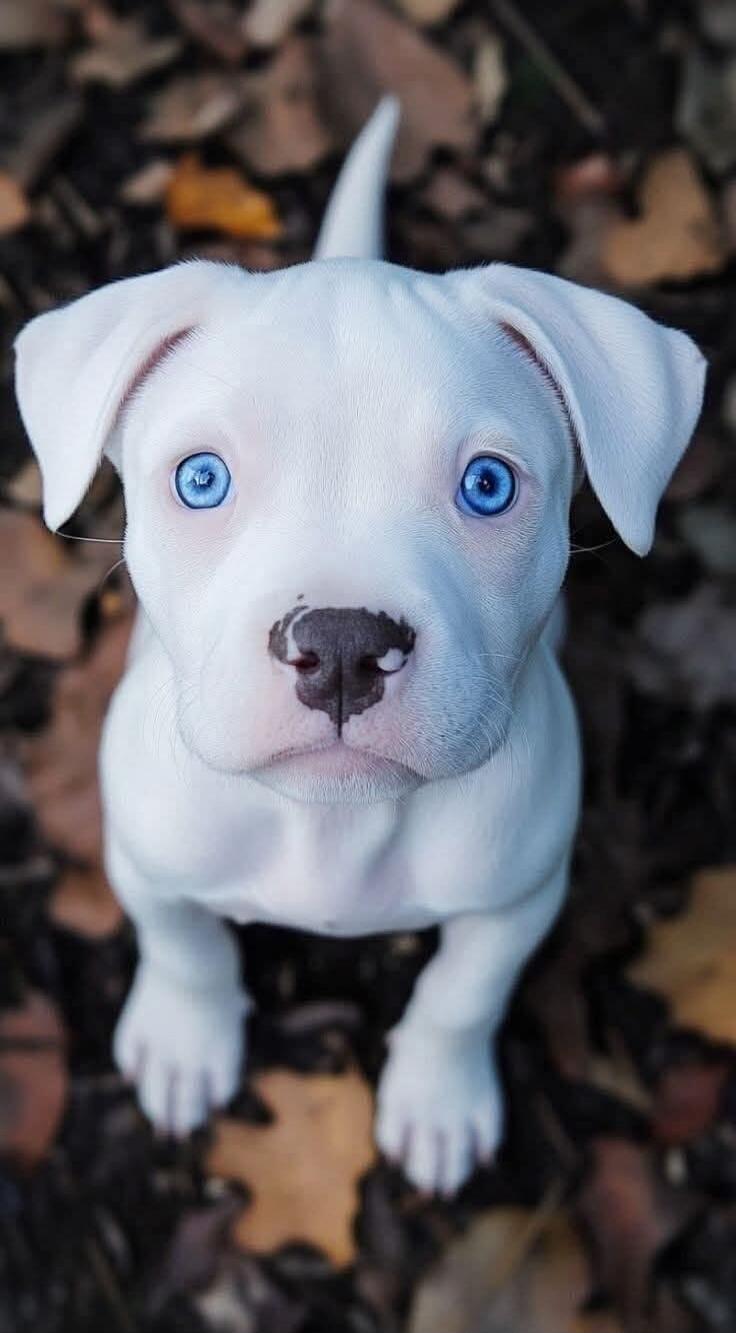 A cute white pitbull puppy with striking blue eyes looking up at the camera.