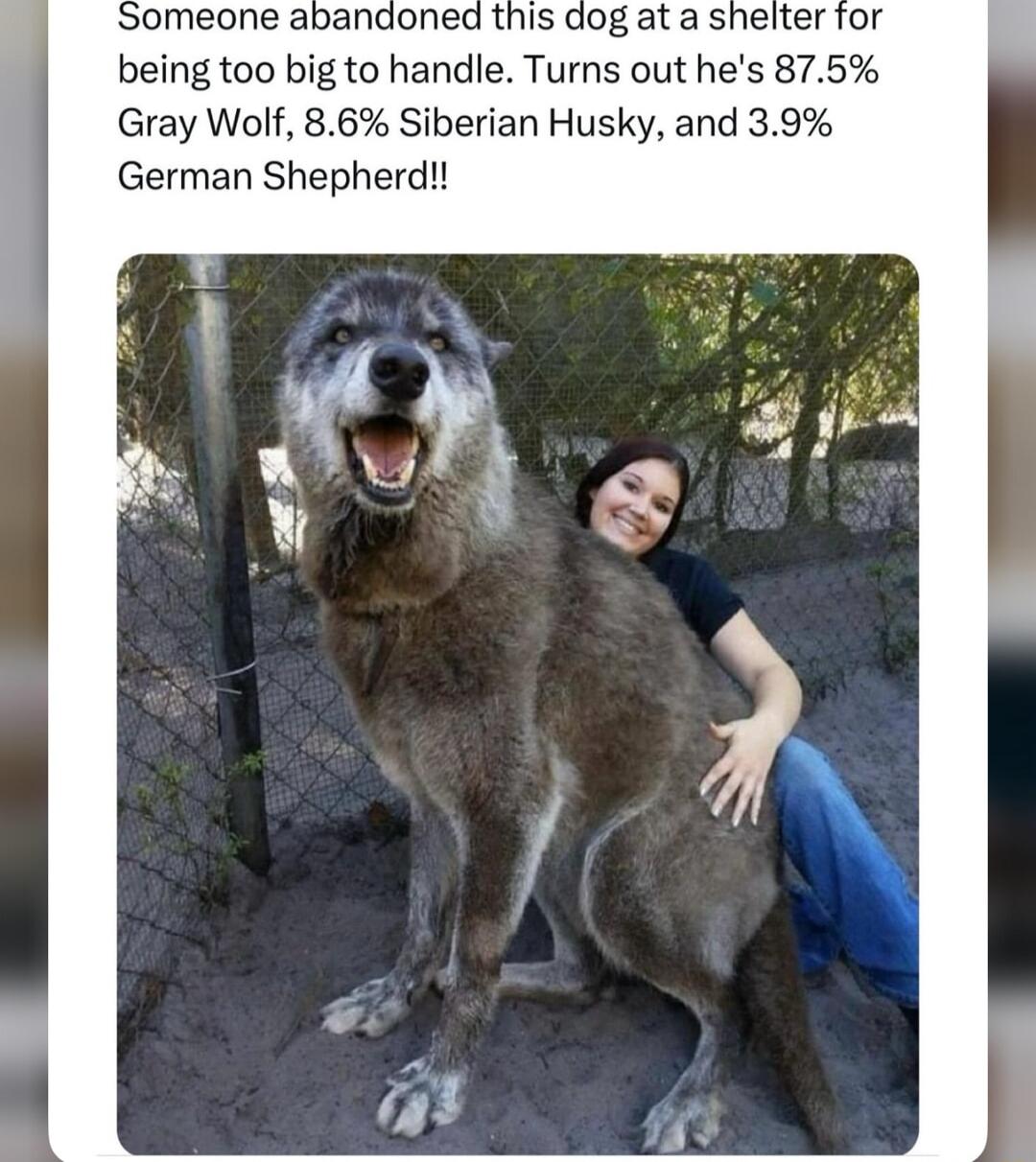 omeone abandoned this dog at a shelter for being too big to handle Turns out hes 875 Gray Wolf 86 Siberian Husky and 39 German Shepherd