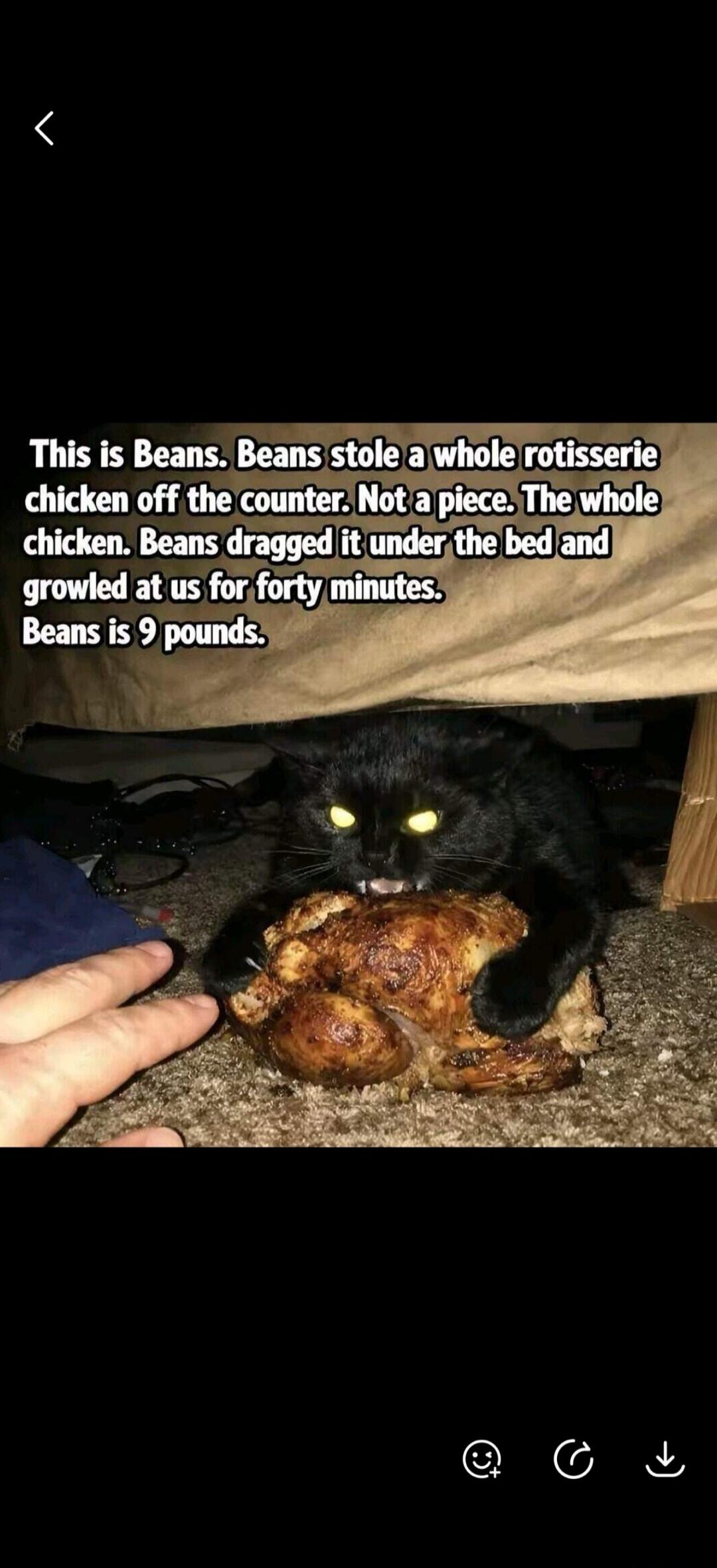 This is Beans. Beans stole a whole rotisserie chicken off the counter. Not a piece. The whole chicken. Beans dragged it under the bed and growled at us for forty minutes. Beans is 9 pounds.