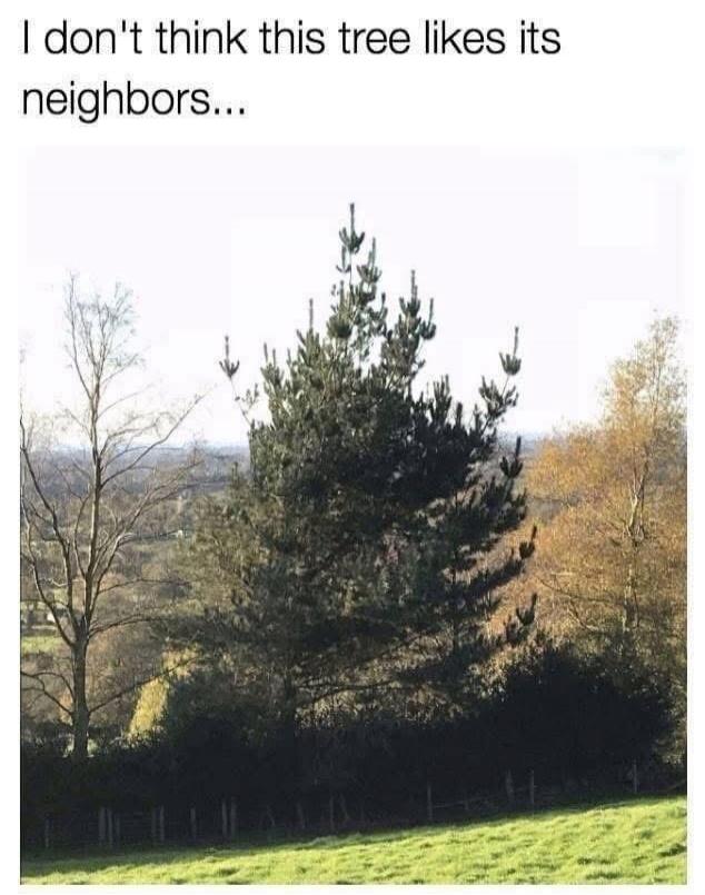 I don't think this tree likes its neighbors...