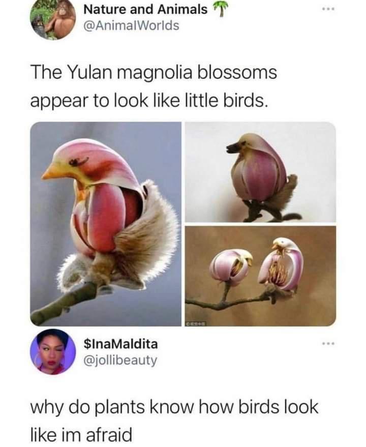 Nature and Animals AnimalWorlds The Yulan magnolia blossoms appear to look like little birds l InaMaldita J jollibeauty why do plants know how birds look like im afraid