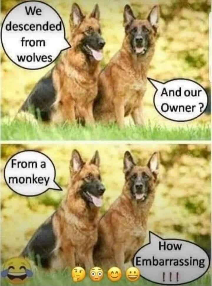 We descended from wolves. And our Owner? From a monkey. How Embarrassing !!!