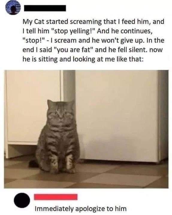 My Cat started screaming that feed him and tell him stop yelling And he continues stop scream and he wont give up In the end said you are fat and he fell silent now he is sitting and looking at me like that Immediately apologize to him