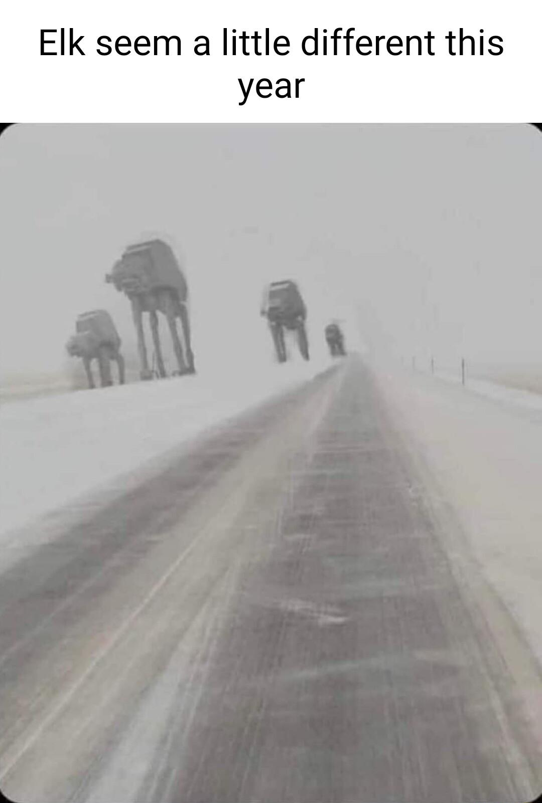 Elk seem a little different this year