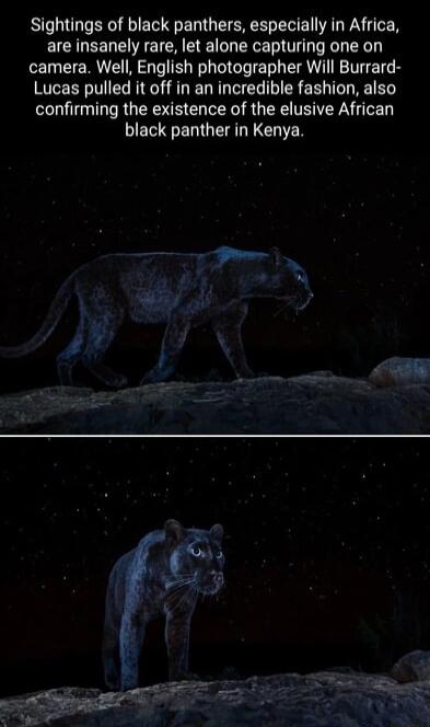 Sightings of black panthers especially in Africa are insanely rare let alone capturing one on camera Well English photographer Will Burrard Lucas pulled it off in an incredible fashion also confirming the existence of the elusive African PECERGEARECHTEN