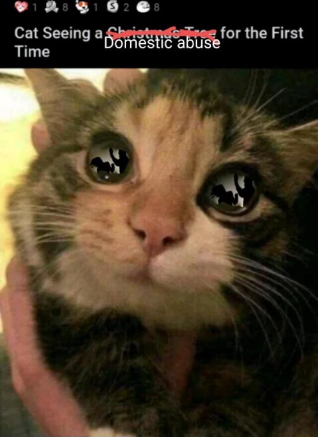 v A9 0 Cat Seeing ammfor the First Time