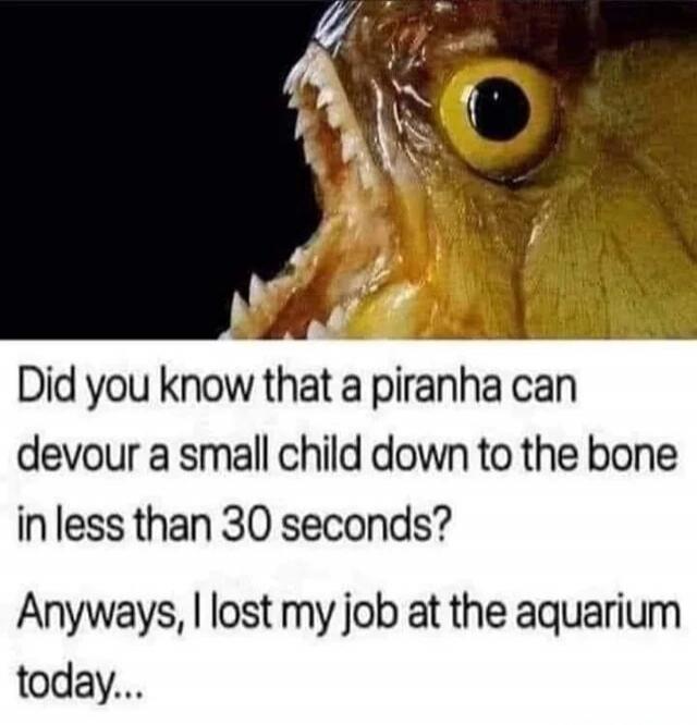 Did you know that a piranha can devour a small child down to the bone in less than 30 seconds? Anyways, I lost my job at the aquarium today...