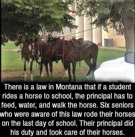 There is a law in Montana that if a student rides a horse to school, the principal has to feed, water, and walk the horse. Six seniors who were aware of this law rode their horses on the last day of school. Their principal did his duty and took care of their horses.