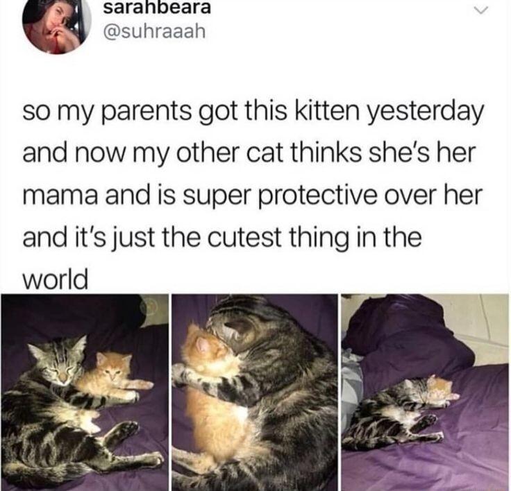 3 sarahbeara suhraaah so my parents got this kitten yesterday and now my other cat thinks shes her mama and is super protective over her and its just the cutest thing in the
