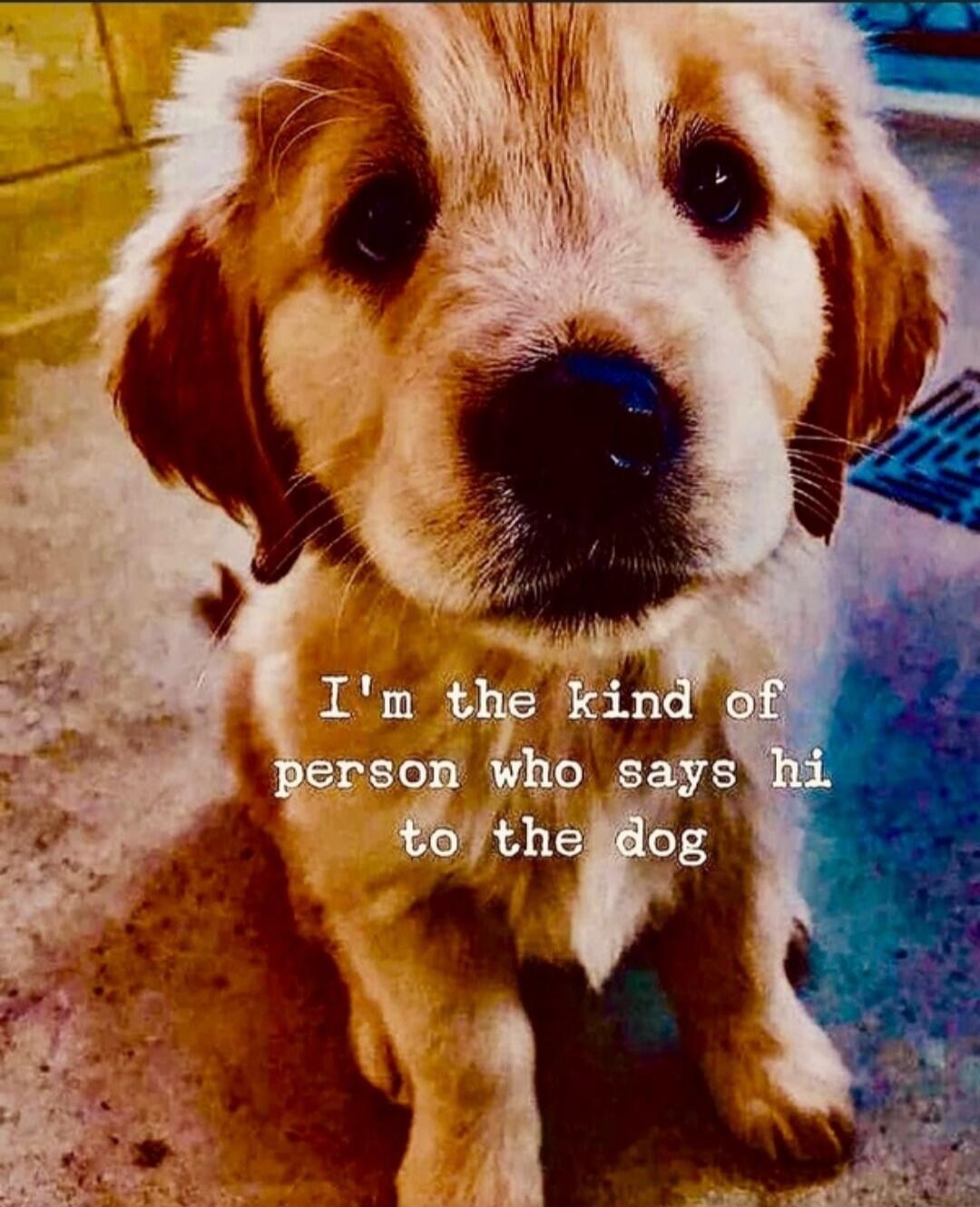 I'm the kind of person who says hi to the dog